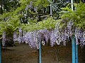 下福島公園の野田藤（のだふじ）