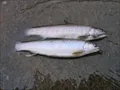 眼前を流れる木浦川で釣った魚