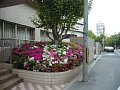 寫眞: 大阪厚生年金病院看護専門学校玄関前花壇 2002 年 4 月撮影