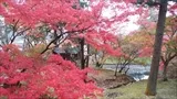 宝福寺の紅葉(2016-11-14-2)