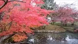 宝福寺の紅葉(2016-11-14-3)