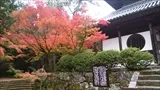 宝福寺の紅葉(2016-11-14-5)