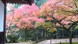 宝福寺の紅葉(2016-11-14-7)