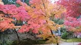 宝福寺の紅葉(2016-11-14-8)