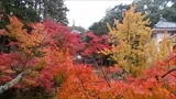 宝福寺の紅葉(2016-11-14-9)