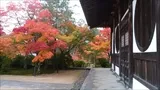 宝福寺の紅葉(2016-11-14-10)