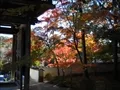 宝福寺の紅葉(2011-11-26-1)