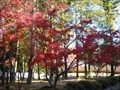 宝福寺の紅葉(2011-11-26-2)