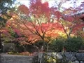 宝福寺の紅葉(2011-11-26-3)