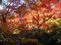 宝福寺の紅葉(2011-11-26-4)