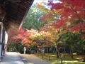 宝福寺の紅葉(2011-11-26-5)