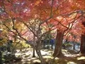 宝福寺の紅葉(2011-11-26-9)