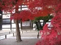 宝福寺の紅葉(2007-11-26-3)