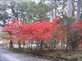 宝福寺の紅葉(2007-11-26-5)