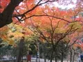 宝福寺の紅葉(2007-11-26-6)