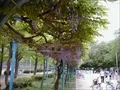 下福島公園の藤棚の寫眞