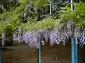 下福島公園の藤棚の寫眞