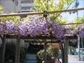 春日神社の藤棚の寫眞2