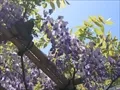 春日神社の藤棚の寫眞3