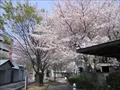 野田緑道の写真(1)