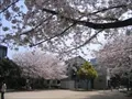 野田緑道の写真(2)