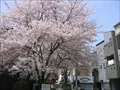 野田緑道の写真(3)