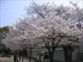 大野町公園の写真(3)