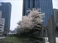 大阪中之島合同庁舎(1)の写真