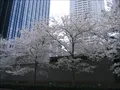 大阪中之島合同庁舎(2)の写真