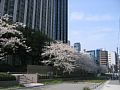 大阪中之島合同庁舎(3)の写真