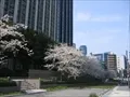 大阪中之島合同庁舎(3)の写真