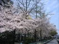 上福島公園(2)の写真