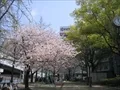 上福島公園(3)の写真