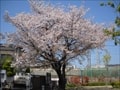 春日出公園の写真