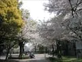 江成公園の櫻の寫眞(2)