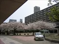UR鷺洲第2団地内の桜の写真(1) 2004年4月7日撮影