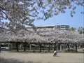 UR鷺洲第2団地内の桜の写真(2) 2004年4月7日撮影