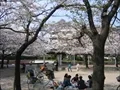 UR鷺洲第2団地内の桜の写真(3) 2004年4月7日撮影