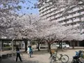 UR鷺洲第2団地内の桜の写真(4) 2004年4月7日撮影