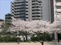 UR鷺洲第2団地内の桜の写真(5) 2004年4月7日撮影