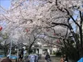 海老江公園の桜の写真(1) 2004年4月7日撮影