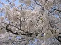 海老江公園の桜の写真(2) 2004年4月7日撮影