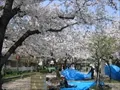 海老江公園の桜の写真(3) 2004年4月7日撮影