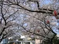 海老江公園の桜の写真(4) 2004年4月7日撮影