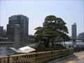 蛸の松（中之島側、廣島藩と久留米藩の境の堂嶋川岸に生えてゐたとされる枝振りの良い松）の写真2 (2008-04-06)