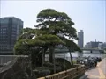 蛸の松（中之島側、廣島藩と久留米藩の境の堂嶋川岸に生えてゐたとされる枝振りの良い松）の写真3 (2008-04-06)
