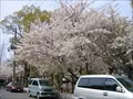 海老江上公園の桜の写真(1) 2004年4月7日撮影