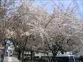 海老江上公園の桜の写真(2) 2004年4月7日撮影