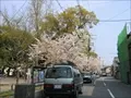海老江上公園の桜の写真(3) 2004年4月7日撮影