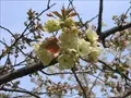 海老江上公園の桜の写真(4) 2004年4月7日撮影